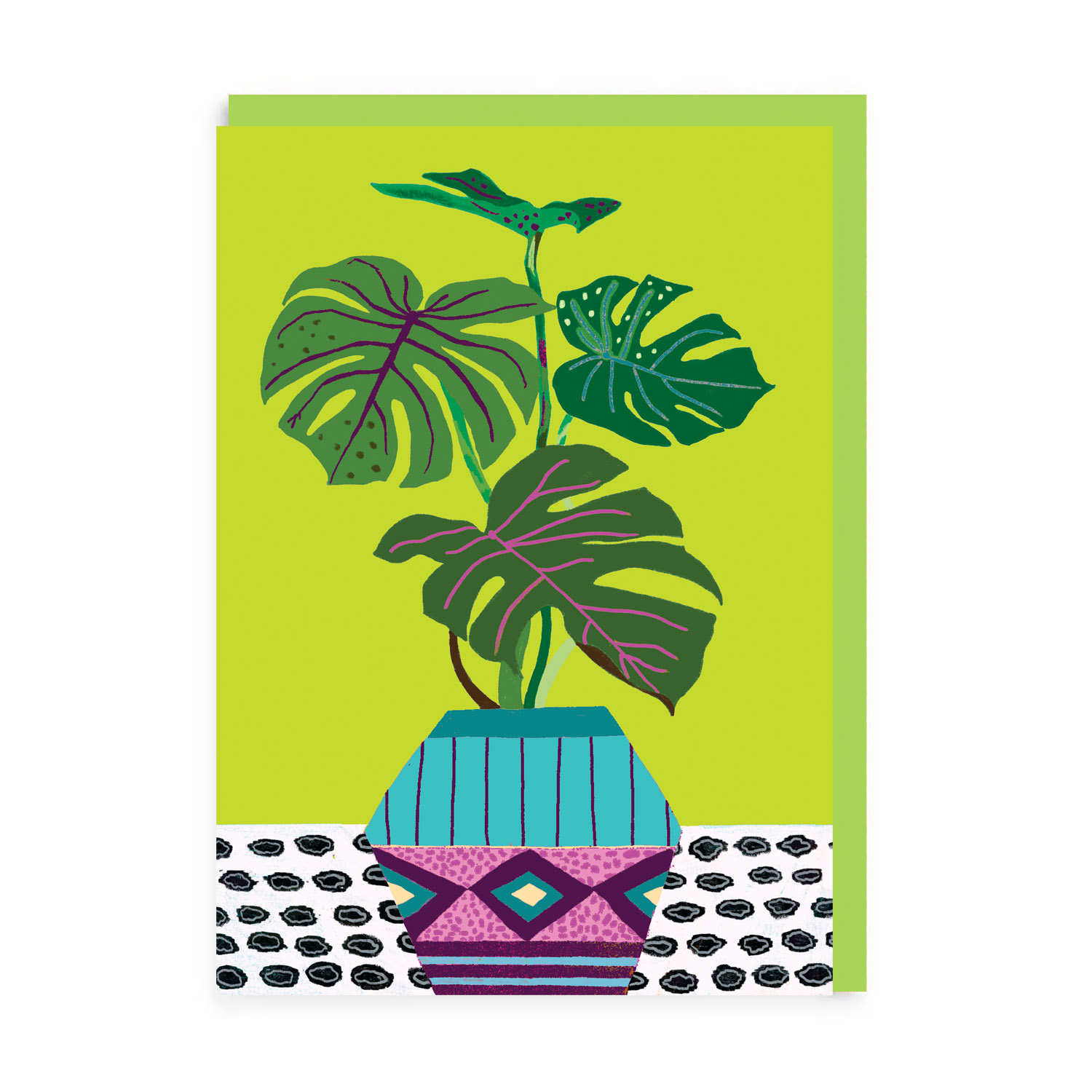 Monstera Lime 6 pack